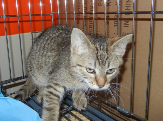 Burasek Istvan