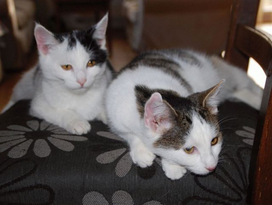 Loka i Prince